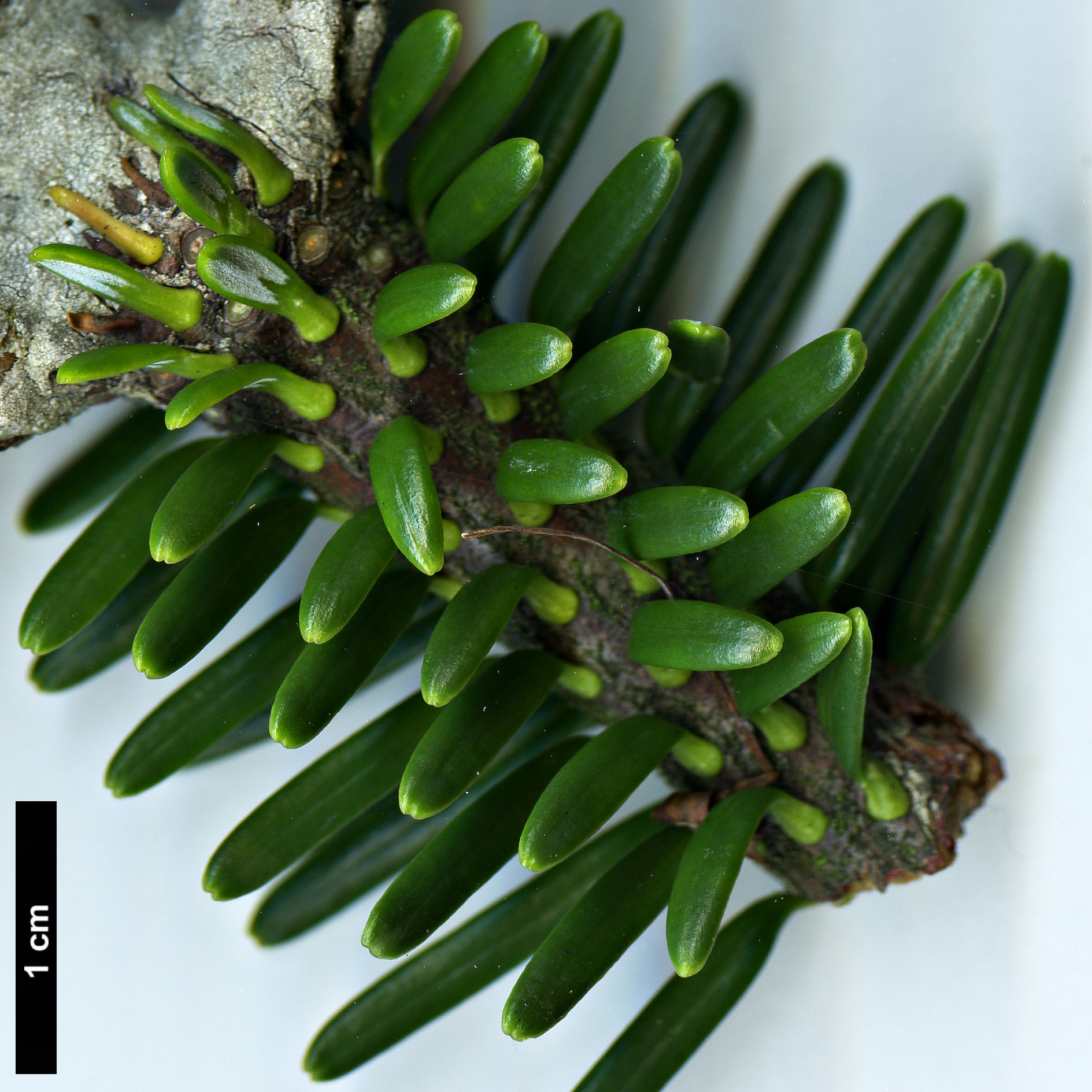 High resolution image: Family: Pinaceae - Genus: Abies - Taxon: forrestii - SpeciesSub: var. georgei